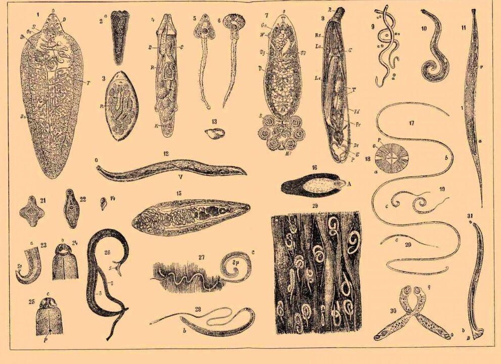 giza gorputzean bizi diren parasito motak