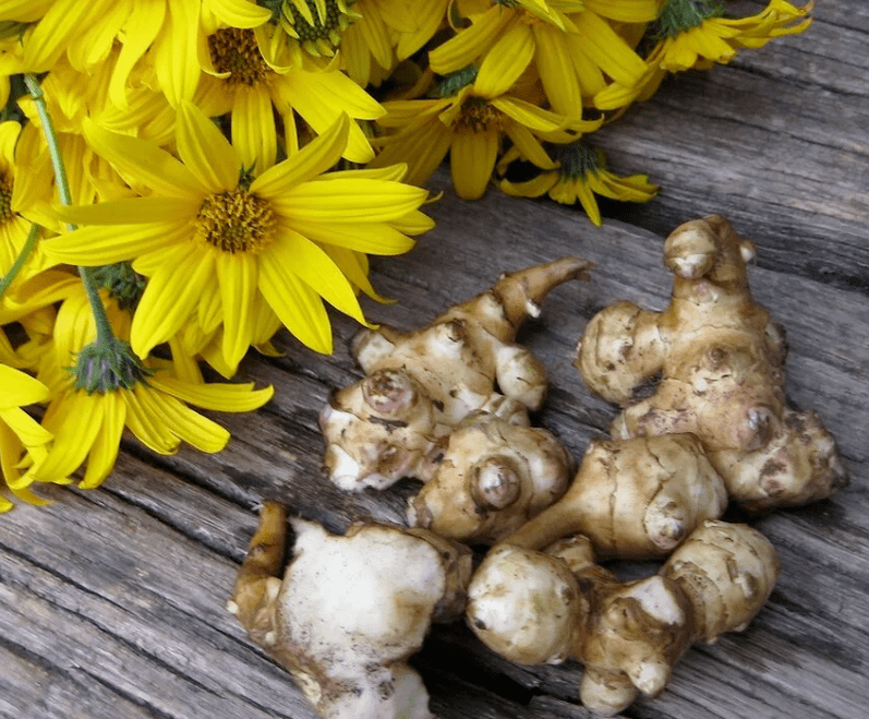 Jerusalem alkatxofa, parasitoen aurkako zukua estutu berria prestatzeko