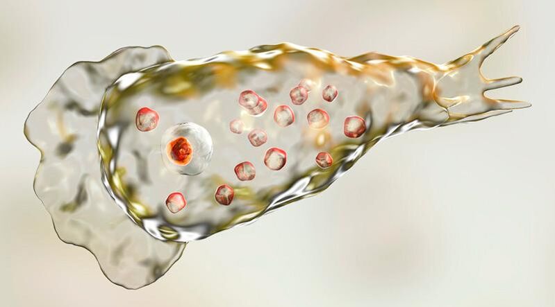 Amoeba Naegleria fowlera - giza garunean bizi da eta bizkarroi hilgarria da